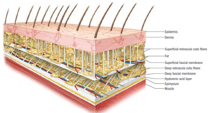 What is Fascia